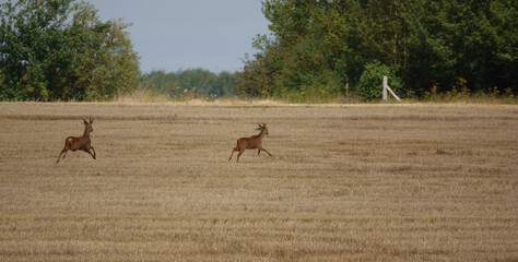 Wild Roe Deer flee the camera, action shot on North Wessex Downs, Chalke Hills AONB