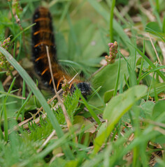 Woolly Bear caterpillar of the Garden Tiger Moth (Arctia caja) on it's way through grass undergrowth   