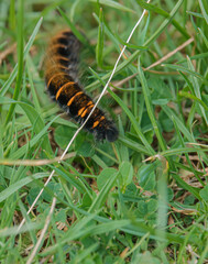 Woolly Bear caterpillar of the Garden Tiger Moth (Arctia caja) on it's way through grass undergrowth   
