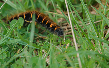 Woolly Bear caterpillar of the Garden Tiger Moth (Arctia caja) on it's way through grass undergrowth   