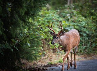 A young red deer buck walking in the park in Vancouver BC.