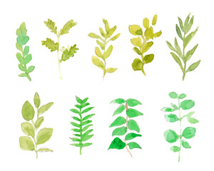 水彩タッチで描いた草木イラストセット。水彩画。