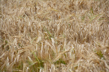 A closeup of wheat during summer.