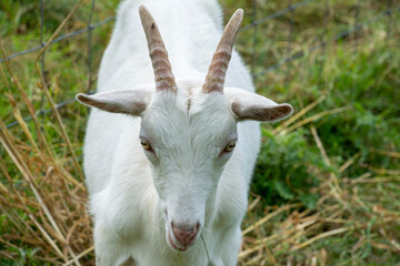 A portrait of a white colored goat.