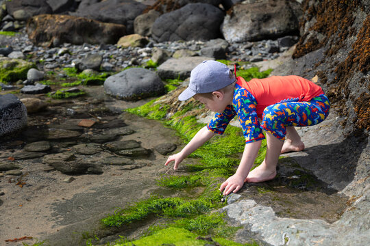 Boy exploring a rock pool at the beach