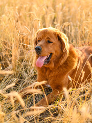 Vertical portrait of a red-haired mastiff in a field. Big dog lies at sunset in a wheat field