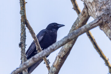 black crow on branches against plain blue sky