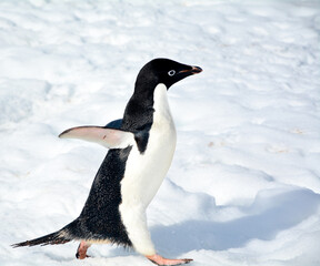 Adelie penguin on the Antarctic Peninsula