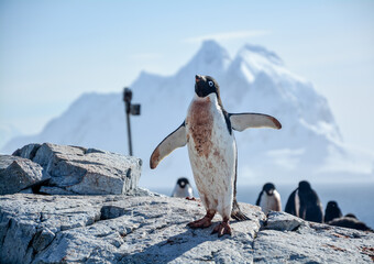 Adelie penguin on the Antarctic Peninsula