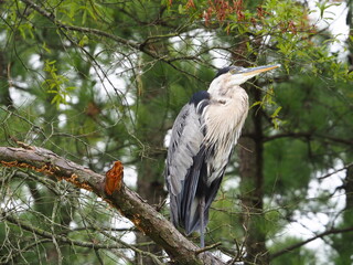 wild great blue heron perched on tree