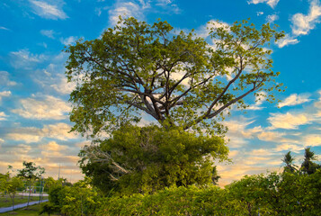 Obraz premium Landscape - Brazil