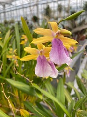 flower in the garden