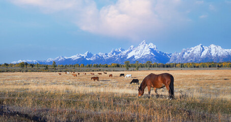 Obraz premium Horses Grazing Below Tetons