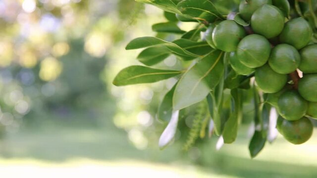 Macadamia nuts growing on tree branch outside