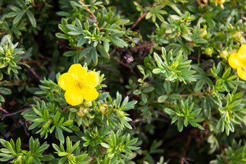 yellow flower and green leaves, beautiful natural background