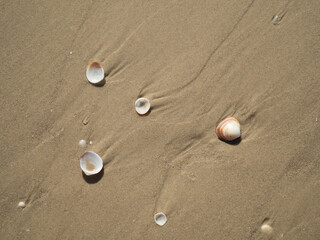 Sandy beach with seashells from above