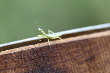Baby Mantis close up on a barrel 6