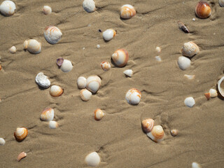 Sandy beach with seashells from above