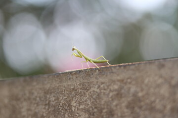 Baby Mantis close up on a barrel 4