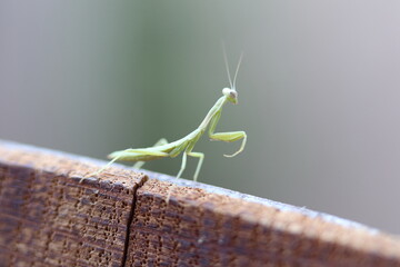 Baby Mantis close up on a barrel edge 3
