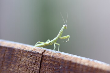 Baby Mantis close up on a barrel edge 2