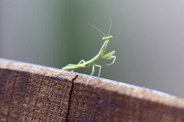 Baby Mantis close up on a Barrel edge 1