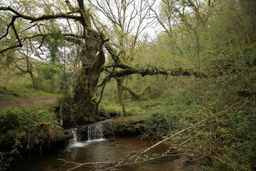 Ruta del río de la Canal de las Tejeras, Cantabria, España