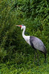 The wattled crane (Grus carunculata) is a large bird found in Africa, south of the Sahara Desert. It is sometimes placed in the monotypic genus Bugeranus.