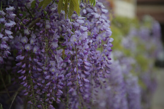 Wisteria sinensis, Visteria china o glicina, Cantabria, Espa&ntilde;a
