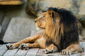 The lion is a species in the family Felidae and a member of the genus Panthera. It is most...