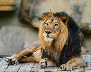 Obraz premium The lion is a species in the family Felidae and a member of the genus Panthera. It is most recognisable for its muscular, deep-chested body, short, rounded head, round ears, and a hairy tuft.