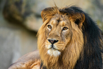 The lion is a species in the family Felidae and a member of the genus Panthera. It is most recognisable for its muscular, deep-chested body, short, rounded head, round ears, and a hairy tuft. © Ondrej Novotny