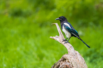 The Eurasian magpie or common magpie (Pica pica) is a resident breeding bird throughout the northern part of the Eurasian continent.