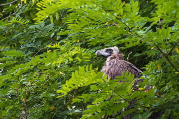 The cinereous vulture (Aegypius monachus) is a large raptorial bird that is distributed through much of temperate Eurasia. Black, monk or Eurasian black vulture. 