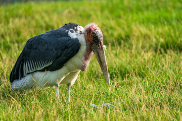 africa, african, african birds, african safari, african savanna, animal, background, beak, big,...