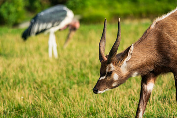 The sitatunga or marshbuck (Tragelaphus spekii) is a swamp-dwelling antelope found throughout...