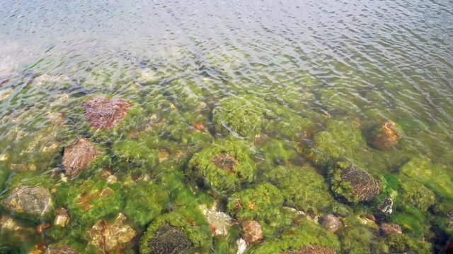 Stones are overgrown with algae near the coastline. Baltic Sea green background of algae seaweed.