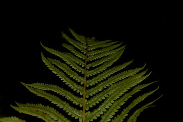 Green fern leaf Isolated on black background.
