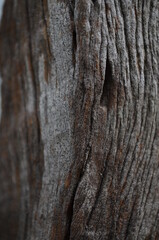 Texture of old rough wood. Abstract background for design of vintage retro. 