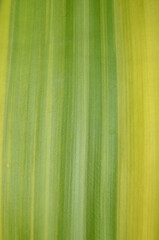 Tropical leaf texture. Nature spring concept. Dracaena fragrans leaf