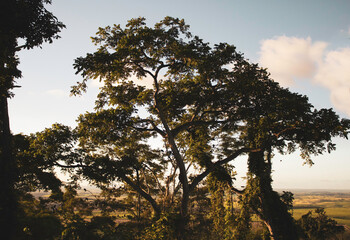 Nature - Brazil - Pernambuco 