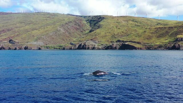 Riding Next To A Whale Calf As It Surfaces In The Pacific 