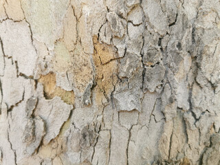 Closeup of a rough tree trunk crust