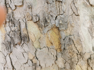 Closeup of a rough tree trunk crust