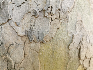 Closeup of a rough tree trunk crust