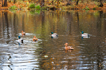 Scenic bright landscape golden multicolored autumn, fall. Mallard wild ducks birds swimming pond, river lake surface. Beautiful october november nature outdoor, animal life