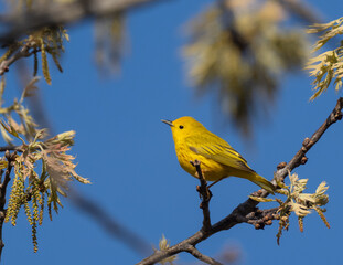 Male Yellow Warbler in Spring