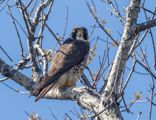 Perched Peregrine Falcon