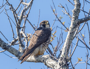 Perched Peregrine Falcon