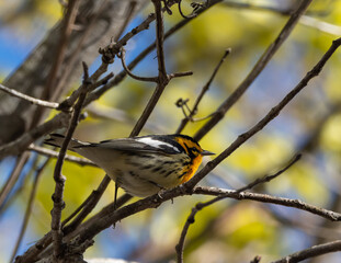 Male Blackburnian Warbler in Spring